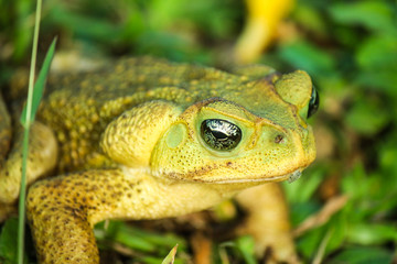 Green frog in nature close up