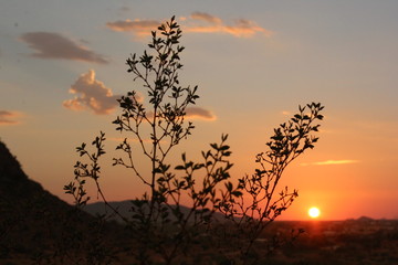 Silueta de planta atardecer 