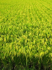 Obraz premium 豊作の田圃風景