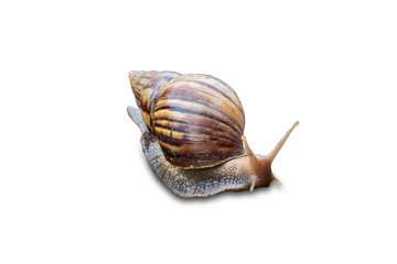 Big snail in shell crawling isolated on white background