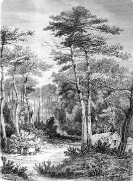 A View in the forest of Arcachon, vintage engraving.