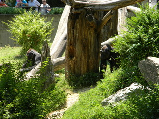 Zoo Gorilla