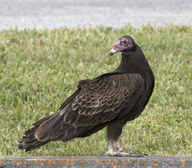 Black turkey vulture with a red head and feet is standing on a concrete slab with green grass and a portion of gray road in the background.