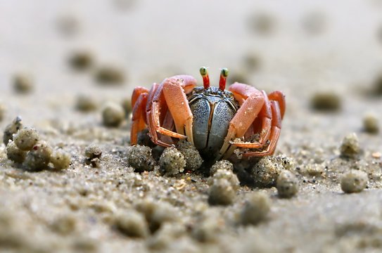 Small crab (Portunus armatus or flower crab) on the sand at the beach in close up.