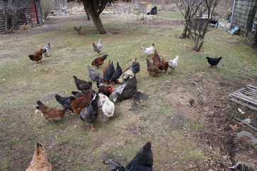 Chickens on a farm