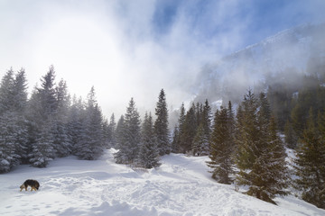 Fototapeta na wymiar Beautiful alpine scenery on a bright winter day, with fresh snow and fir trees