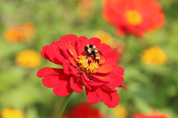 The Bee In The Zinnia, Fort Edmonton Park, Edmonton, Alberta