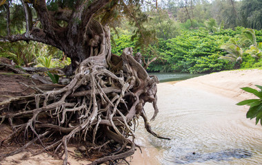 Exposed Roots on Beach in Kauai