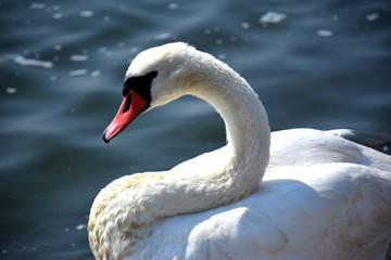 Fototapeta premium Sunny swan