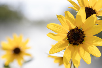 Sunflower of Andersen Park in Funabashi City, Chiba Prefecture, Japan