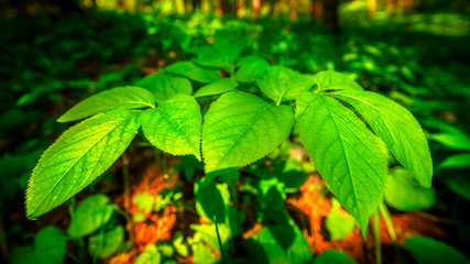 Fototapeta na wymiar Dreamy Large Green Leaves 