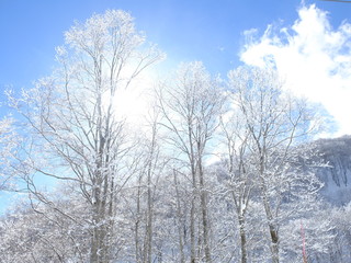 雪山の木々