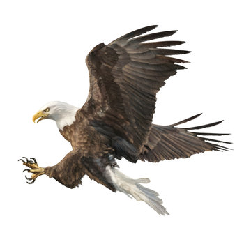 Bald eagle attack swoop hand draw and paint color on white background vector illustration.