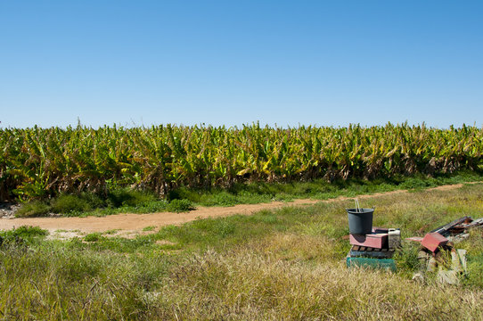 Banana Plantation - Carnarvon - Australia