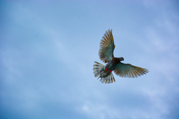 It was flying pigeons