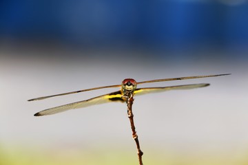 Dragonfly catching on small tree branch