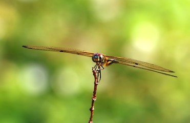 Dragonfly in the nature
