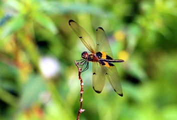 Dragonfly in the nature