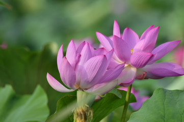 Obraz premium Blooming lotus flowers in the park