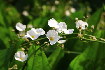 Mexican sword plant and flowers(Echinodorus palifolius) also known as Melati air.