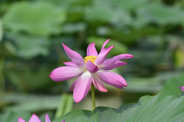Blooming lotus flowers in the park
