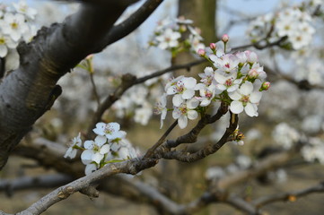 Pear flower in full bloom in spring