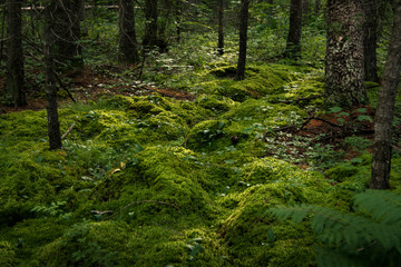 Fototapeta premium Spring Moss Forest