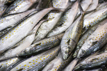 Obraz premium Sardina fresca en mercado de abastos