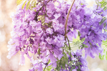 detalle de flor de jacaranda floreciendo en ciudad de méxico durante primavera