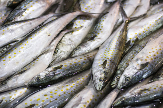 Sardina fresca en mercado de abastos