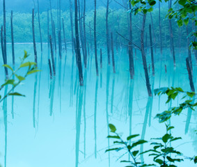 北海道美瑛、早朝の青い池