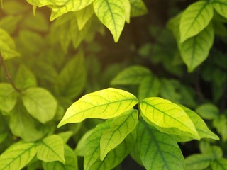 Close up Green pattern leaves in a garden. leaf texture, for background.