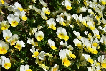 がーでんふらわー