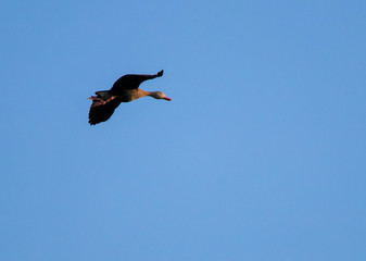 Black Bellied Whistling Duck In Flight