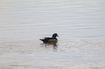 Swimming Wood Duck
