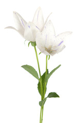 Platycodon grandiflorus flower on white