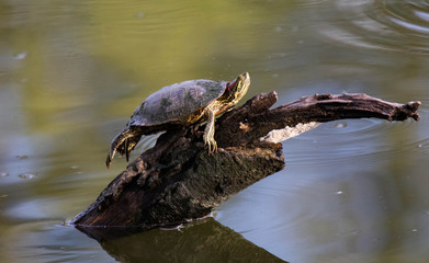 Turtle resting in the sun