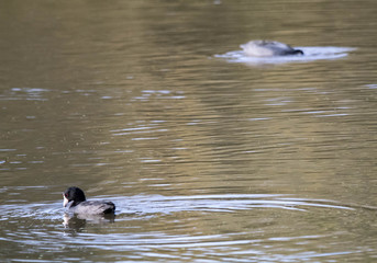 Pouldeau (Coots) bathing in the water