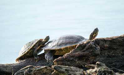Fototapeta premium Sunning Pair of Turtles