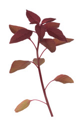 Purple Amaranth vegetable isolated on white