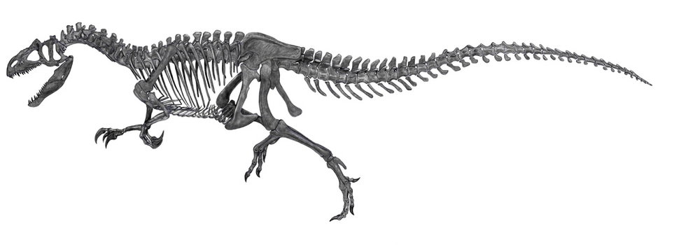 アロサウルス全身骨格図。ジュラ紀後期の肉食恐竜。他の肉食恐竜に比して尾が長く、後脚仮死の部分の長さから、かなりの速度で疾走可能であったと思われる。近年個体変異といえる大型のものや近似種がいくつか発見されている。単色に近い彩色を行ったオリジナルイラスト画像。