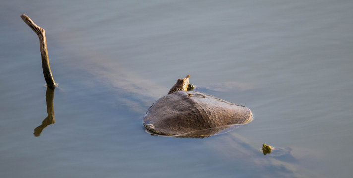 Gulf Coast smooth soft shell turtle (Apalone mutica calvata)