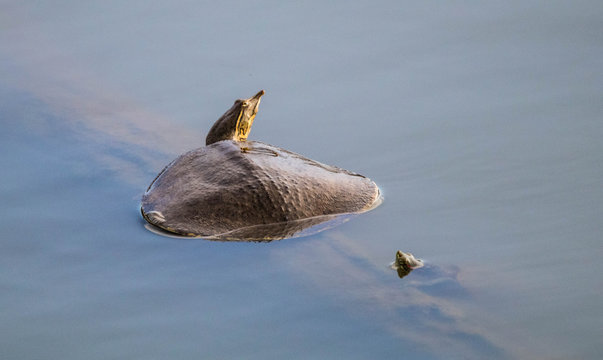 Gulf Coast smooth soft shell turtle (Apalone mutica calvata)