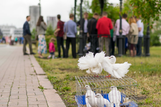 Wedding white pigeons posing in the Park on the background of people at the celebration