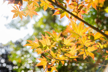 Fall foliage maple leaves