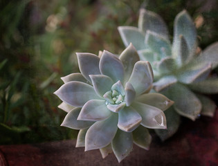 Pale Succulent on artistic background, Macro