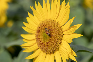 Sunflower of Andersen Park in Funabashi City, Chiba Prefecture, Japan
