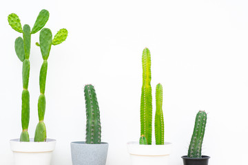 four pots of cactus with white background