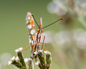 gulf fritillary on flowers