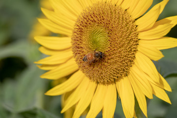 Sunflower of Andersen Park in Funabashi City, Chiba Prefecture, Japan